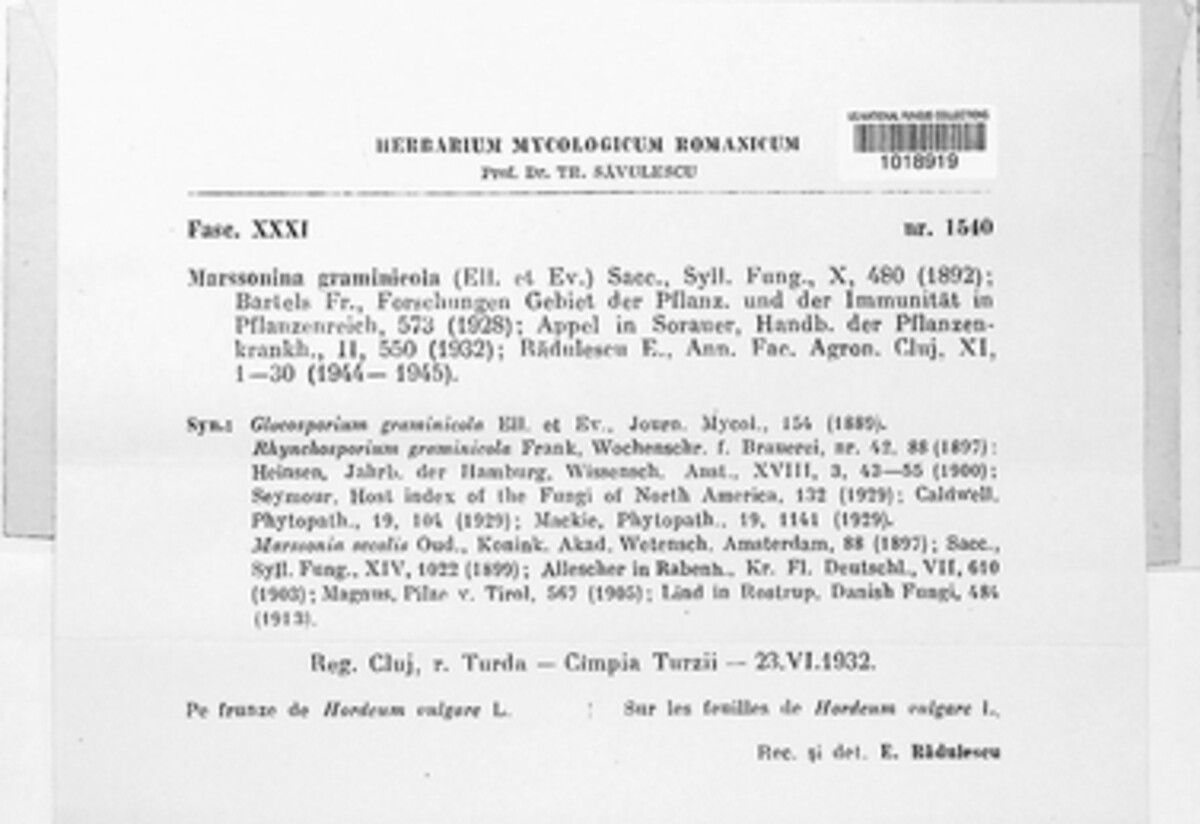 Marssonina graminicola image